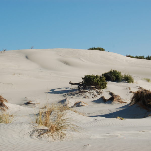 Dune Porto Pino